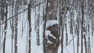 Winter Deer Herd