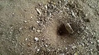 Hormigas le&oacute;n │ Lion ants (Myrmeleon formicarius)