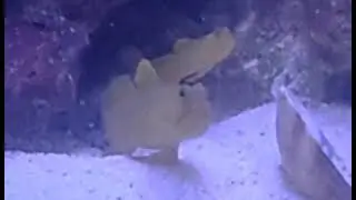 My two watchman goby protecting their pistol shrimp