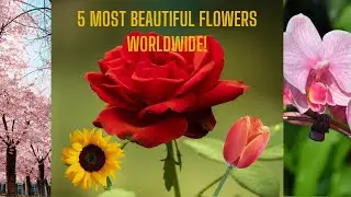 5 Most Beautiful Flowers Worldwide!
