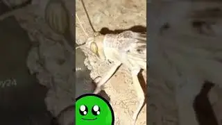 Grasshopper Vs Spider