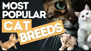 Most Popular types of Cat Breeds People like to Pet