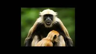 Golden Baby Monkey's Incredible Rescue in Vietnam, #vietnam #monkey  #wildlife #animals