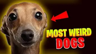 10 Most Unusual and Weird Dog Breeds 🐶
