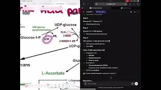 Uronic Acid Pathway