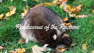 Rendezvous of The Racoons | Official Music Video