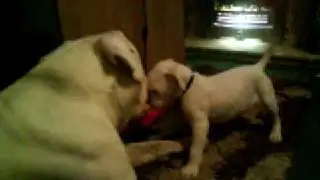 american bulldog vs boxer cross old tyme dorset bulldog