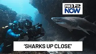 Underwater cinematographer talks filming &lsquo;Sharks Up Close&rsquo; 🦈