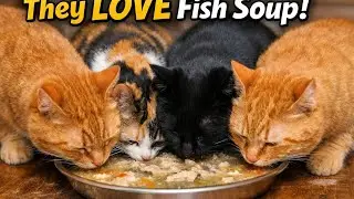 Cats Go Crazy for Fish Soup 🐟🍲 | Orange, Calico & Black Cats Eating Together