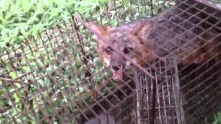 Live bait Works - how to catch a fox