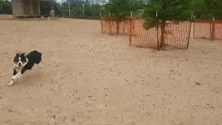 Haven at Johnny Steele Dog Park Part1