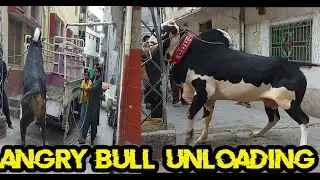 Angry Bull Of KMJ Cattle Farm || Dand Badal Ki Yadain || Dandan Nay Shokeen ||