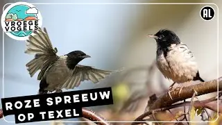 Roze spreeuw viert vakantie op Texel | Zelf Geschoten | Vroege Vogels