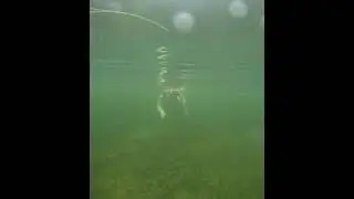 9-8-2024 Scallop Adventures Scalloping Crystal River  #scalloping #crystalriverflorida #crystalriver