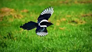 Ultimate Magpie Facts: Intelligent Behaviors & Fascinating Insights #magpies #birds