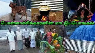 IT'S CALLED PATTI PONGAL| பட்டிப்பொங்கல்