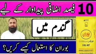 How to use Boron in Wheat for getting high grain Yield || Bilal Kanju Official