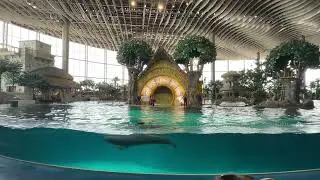 Dolphin Presentation SeaWorld Abu Dhabi