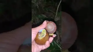 giant panda snail hunting🥰
