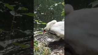 #Shorts #Swan #CloseUp