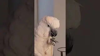 Peel Me a Grape 🎶 #grapes #parrotlife