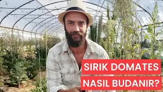 Sırık Domates Nasıl Budanır? - En Verimli Şekilde B&uuml;y&uuml;tmek İ&ccedil;in Neler Yapılmalı?