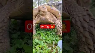 No you didn't!!!😳😱🫣THE ENDING...#sulcatatortoise #turtle #funny #cute #pets #tortoise #reptiles