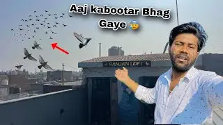 आज कबूत भाग गए  😨| Aaj Kabootar Bhag Gaye 😰| Loss  Hi Loss | Day 4