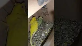 Early Morning Daily Routine Birds Care part-2  #rooftop #dailyvlog