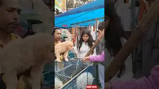Pet Market Kolkata 😍/lowest price puppy dog/Gallif Street dogs #shorts #viral #dog #dogs #doglover