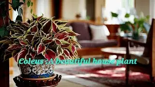 Coleus:An Evergreen indoor plant. Best suitable for living and entrance 👌 complete information 💯✅️