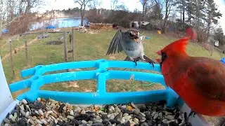Discover The Vibrant Wildlife At A Massachusetts Bird Feeder 020524!
