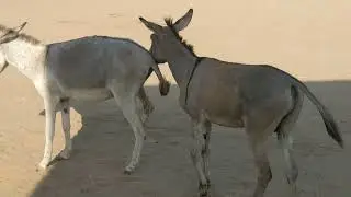 #GreenRevolution#AnimalLovers#AdoptADonkey#OutdoorAdventures#EcoFriendlyLiving#FashionStatement