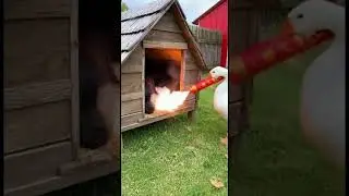 A goose played a prank on a dog