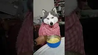 husky dog sound || husky talking i love you || husky funny videos