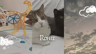 Daily life with 3 cats 🐾 in cloudy Lima - Cozy vlog 
