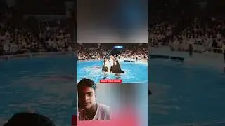 hawel accident viral trending #shark #swimming #wildlife #animals #dolphinsnews