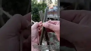 Building a Simple Bamboo Trellis for Climbing Vegetables in the Garden