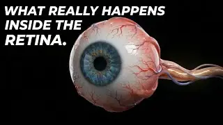 Inside the Retina | The Secret Battle Between Eye Damage & Repair 👁️⚡