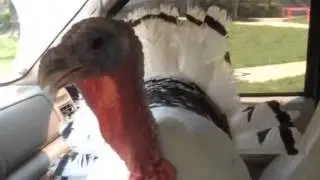 Turkey singing to Katy Perry song