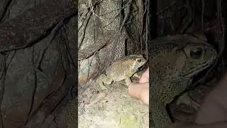 The rare frog looking my face 😈🤣 #frog #viralvideo #shortvideo