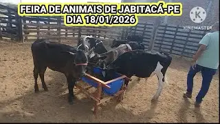 Feira dos animais em Jabitacá-PE dia 18/01/26