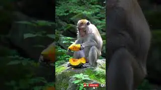 Crunchy Leaves & Juicy Fruit &ndash; Wild Monkey Eating Show! 🐒🎥