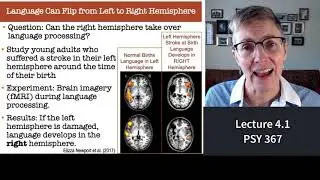367 Lecture 4.1 Your Brain is Cut in Half