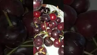 let's eat cherries 🍒😋 #kersen #shielapiet #nl