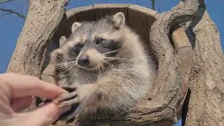 Baby Raccoon - A Playful Adventure