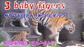 ザリアお母さん、オリトにイラつく（旭山動物園　アムールトラのザリアと3兄妹）~ Amu Tiger 