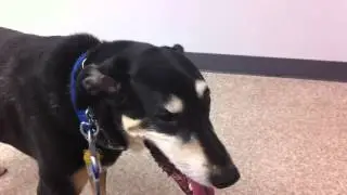 Dog with the 