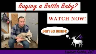 Don&rsquo;t Get Burned!  5 Steps You MUST Follow When Buying Bottle Baby Lambs or Goats!