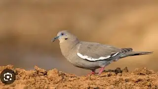 Cacer&iacute;a de palomas alas blancas y palomas arrollera con el Pr900GEN2